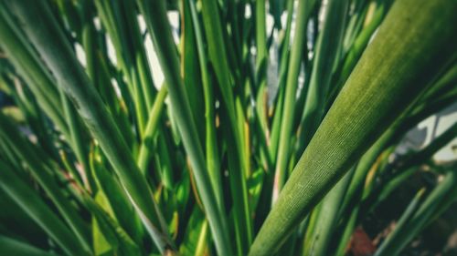 Close-up of palm tree
