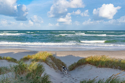 Rough sea with waves in autumn or winter, sandy beach and dunes with reeds and dry grass, morning 