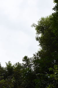 Low angle view of trees in forest against sky