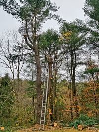 Trees in forest against sky