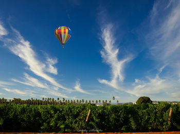 Hot air balloons flying over land against sky