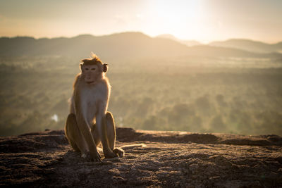 Monkey looking away while sitting on mountain