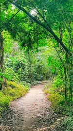 Narrow pathway along trees in forest