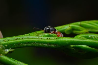 Close-up of insect on leaf