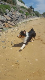 Dog on sand