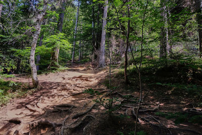 Trees in forest