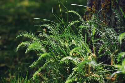 Close-up of fern on field