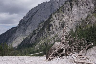 Tree on mountain against sky