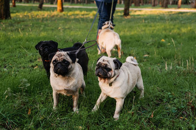 Dog walking. professional dog walker walking dogs in autumn sunset park. walking the pack 