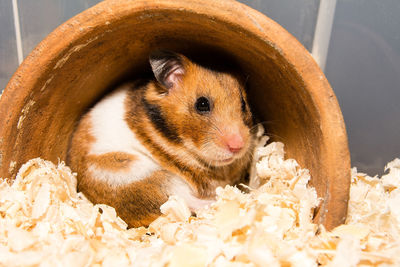 Close-up of a eating food