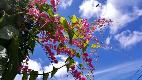 Low angle view of flowers blooming against sky