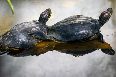 Close-up of turtle in lake