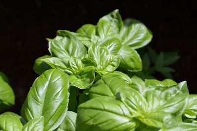 Close-up of fresh green leaves against black background