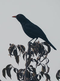 Close-up of bird perching on branch against clear sky