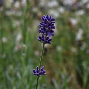 Close-up of purple flowering plant in field