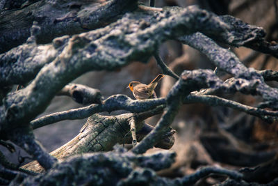 Close-up of dead plant