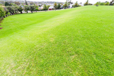 Scenic view of grassy field