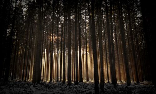 Trees in forest against sky