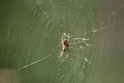 Spider on web