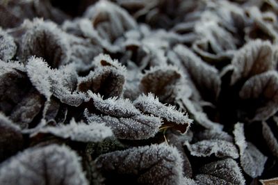 Full frame shot of frozen leaves during winter