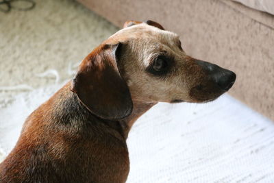 Close-up of dog looking away