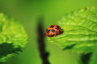 Close-up of ladybug on leaf