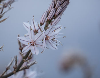 Close-up of white flowering plant against clear sky