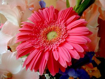 Close-up of pink flower