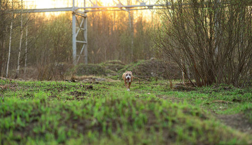 View of dog on field