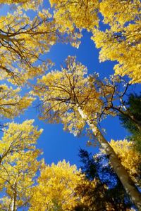 Low angle view of tree against sky