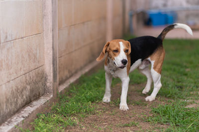 Portrait of dog standing on grass