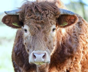 Close-up portrait of cow