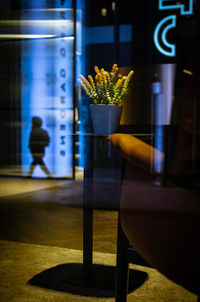 Close-up of yellow potted plant on table by window