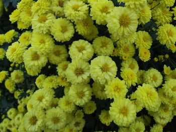 Close-up of yellow flowering plants,chrysanthemum
