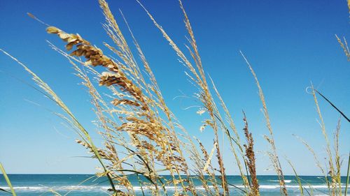 Close-up of grass against clear blue sky
