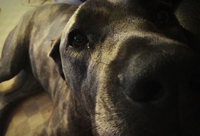 Close-up of dog looking away