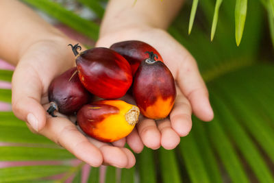 Close-up of hand holding fruit