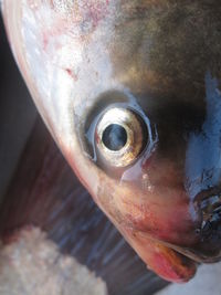 Close-up of fish tank