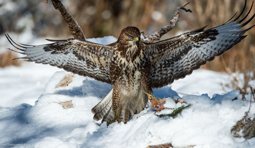 Bird flying over snow covered field