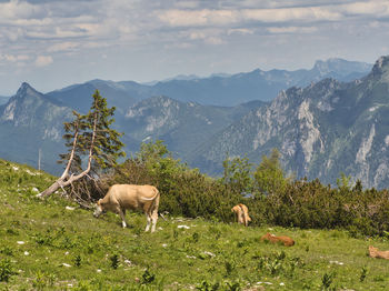 Sheep in a field