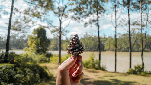 Close-up of hand holding pine cone against trees