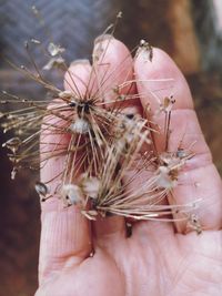 Close-up of hand holding leaf