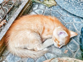 High angle view of cat sleeping