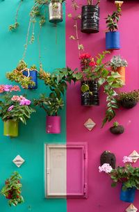 Close-up of potted plant against wall