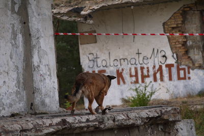 View of a horse standing against the wall