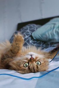 Portrait of cat lying on bed