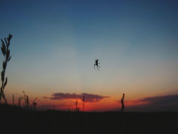 Close-up of silhouette flying against sky during sunset