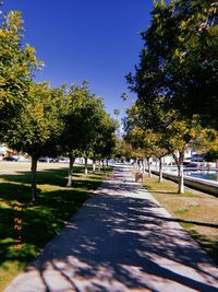 Footpath amidst trees against clear blue sky