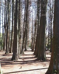 Trees in forest