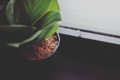 Close-up of potted plant